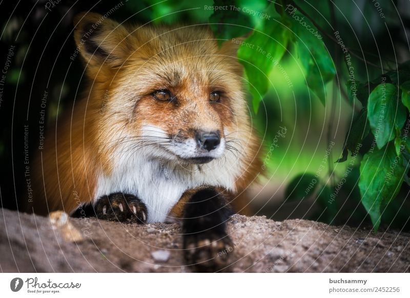 red fox Animal Wild animal - a Royalty Free Stock Photo from Photocase
