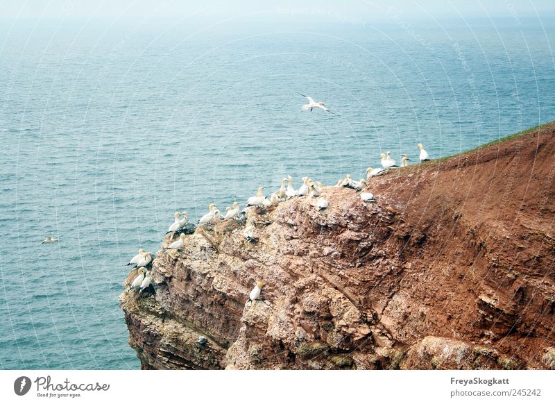 Small seagull, flies to Helgoland Nature Water Summer Rock Waves North Sea Animal Group of animals Flying Far-off places Free Together Infinity Tall Blue Brown