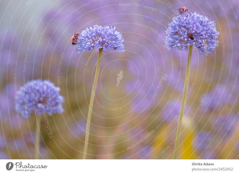 Ornamental garlic ( Allium ) - Nature Plant Animal Spring Summer Flower Blossom Leek ornamental garlic leeks Garden Park Wild animal Bee Insect 2 Blossoming