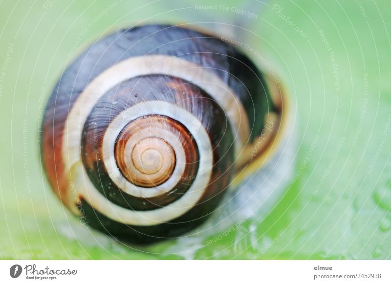 Garden snail XVIII Wild animal Snail Snail shell Spiral @ Screw thread Clockwise Rotate Structures and shapes Elegant Hip & trendy Trashy Contentment Serene