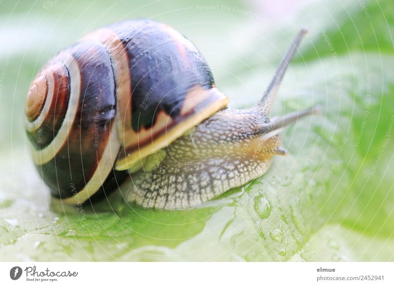 Garden snail XVI Leaf Wild animal Snail Snail shell Goggle eyed Feeler Spiral Suck-up Screw thread Retreat Slimy Willpower Brave Determination Protection Serene