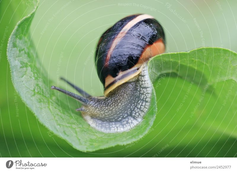 Garden snail I Environment Nature Leaf Wild animal Snail Snail shell Feeler Mollusk Suck-up Crawler lane Slip mountain and valley Roller coaster Running