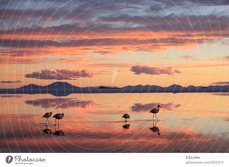 Flamingo Formation II Environment Nature Landscape Water Sunlight Desert Animal Wild animal 4 Group of animals Esthetic Authentic Exceptional Multicoloured