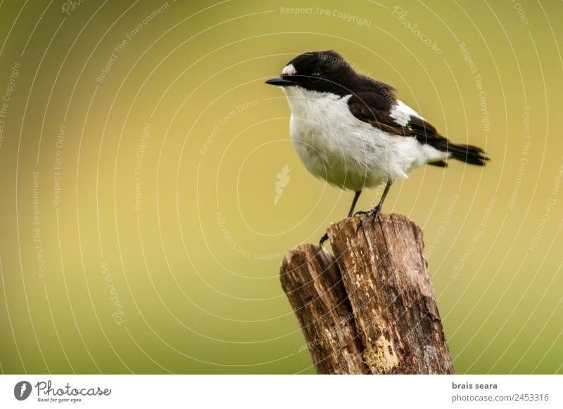 European Pied Flycatcher Tourism Safari Science & Research Biology Ornithology Biologist Masculine Environment Nature Animal Earth Wild animal Bird 1 Wood