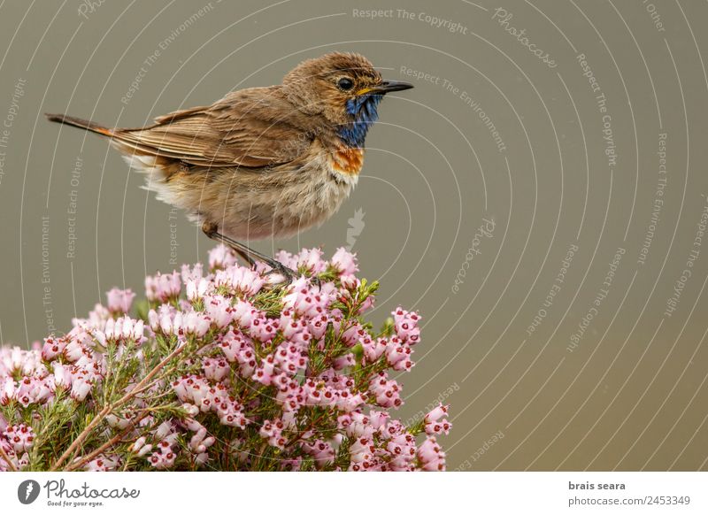 Bluethroat Ornithology Biology Masculine Environment Nature Plant Animal Earth Spring Flower Field Wild animal Bird 1 Free Violet Pink Love of animals