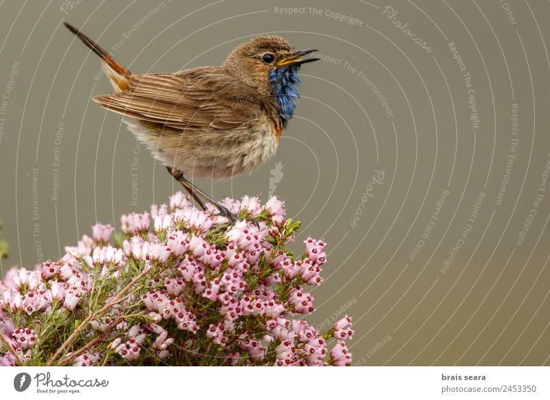 Bluethroat Ornithology Biology Masculine Environment Nature Plant Animal Earth Spring Flower Field Wild animal Bird 1 Violet Pink Love of animals