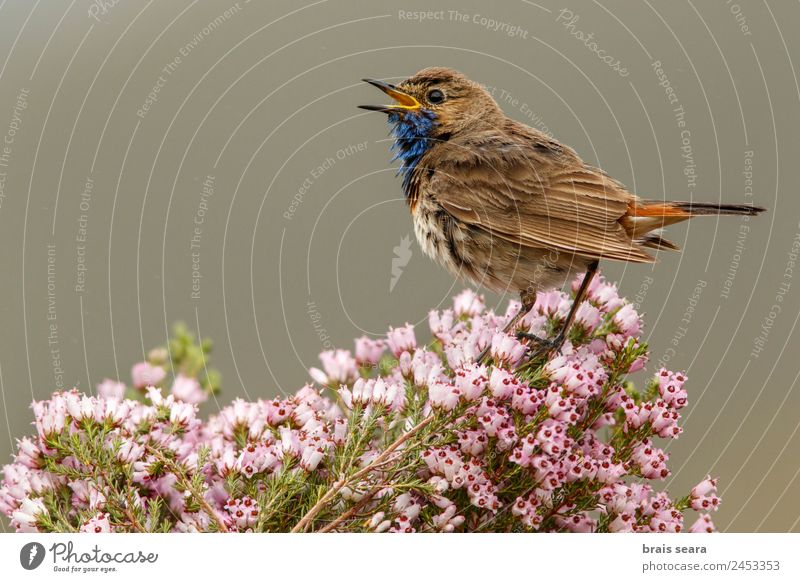 Bluethroat Safari Biology Ornithology Masculine Environment Nature Animal Earth Spring Plant Flower Field Wild animal Bird 1 Scream Love of animals