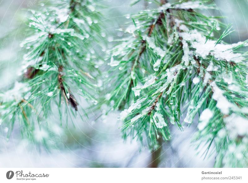 enneigée Environment Nature Winter Ice Frost Snow Tree Cold Green Twigs and branches Coniferous trees Winter forest Colour photo Exterior shot