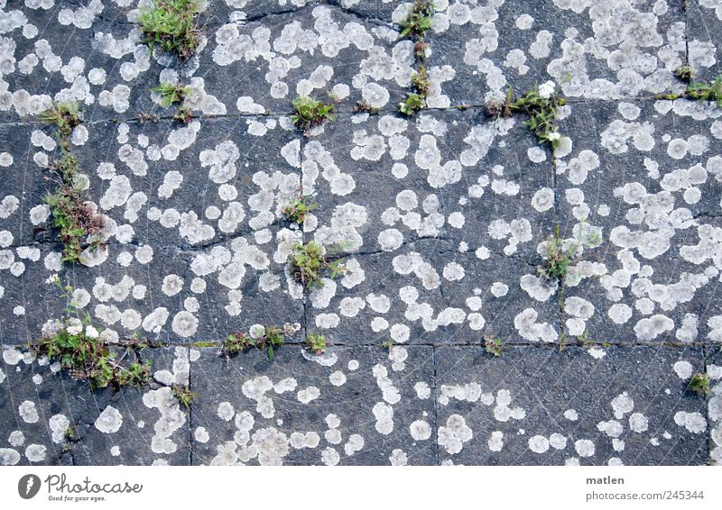 RENATURE Plant Summer Grass Stone Survive Lichen Furrow slabs renaturation Subdued colour Exterior shot Close-up Day