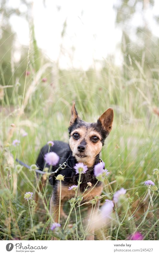 doggy Animal Pet Dog 1 Old Meadow Blossom Flower Grass promenade mix pinscher Colour photo Exterior shot Deserted Copy Space top Shallow depth of field