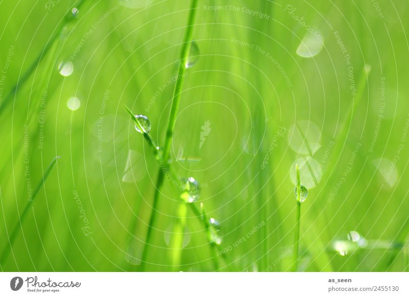 Dance of the drops Lifestyle Wellness Harmonious Spa Garden Environment Nature Plant Water Drops of water Spring Summer Climate Rain Grass Foliage plant Touch