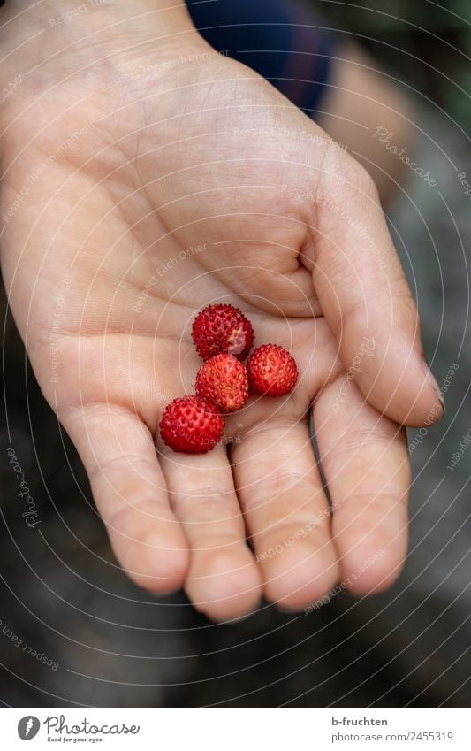 Small - but tasty Fruit Organic produce Child Hand Summer To hold on Fresh Healthy Wild strawberry Pick Mature Harvest Delicious Candy Exterior shot Close-up