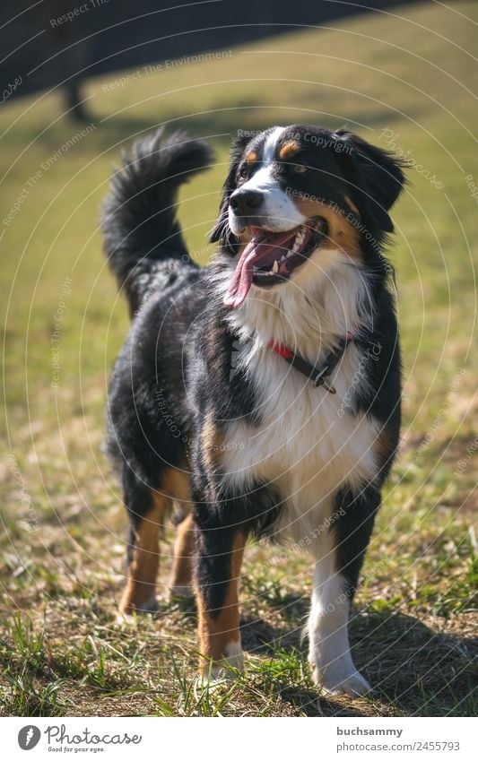 Dog breed Bernese Mountain Dog Long-haired Animal Pet 1 Looking Stand Brown Gold Black White Contentment Joie de vivre (Vitality) Purebred dog Tongue Large