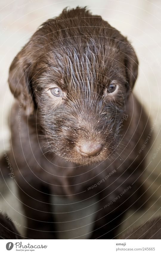 no cat Pet Dog 1 Animal Baby animal Small Brown Puppy Snout Cute Wait Tense Watchfulness Puppydog eyes flat coated retriever district Purebred dog Colour photo