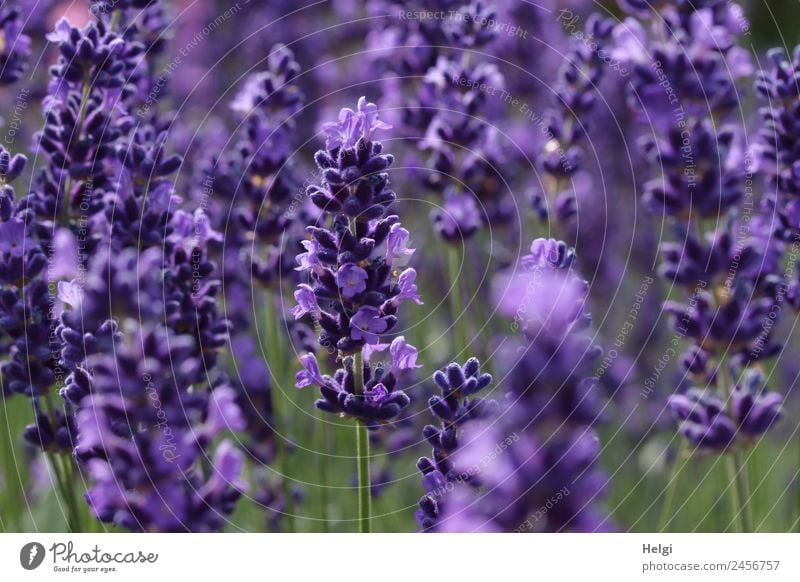 timeless | lavender scent Environment Nature Plant Summer Beautiful weather Blossom Lavender Park Blossoming Fragrance Growth Natural Green Violet Esthetic