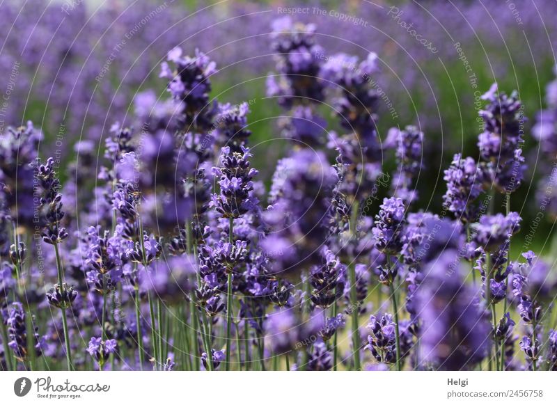 timeless | lavender scent II Environment Nature Plant Summer Beautiful weather Flower Blossom Lavender Park Blossoming Fragrance Stand Growth Esthetic Natural