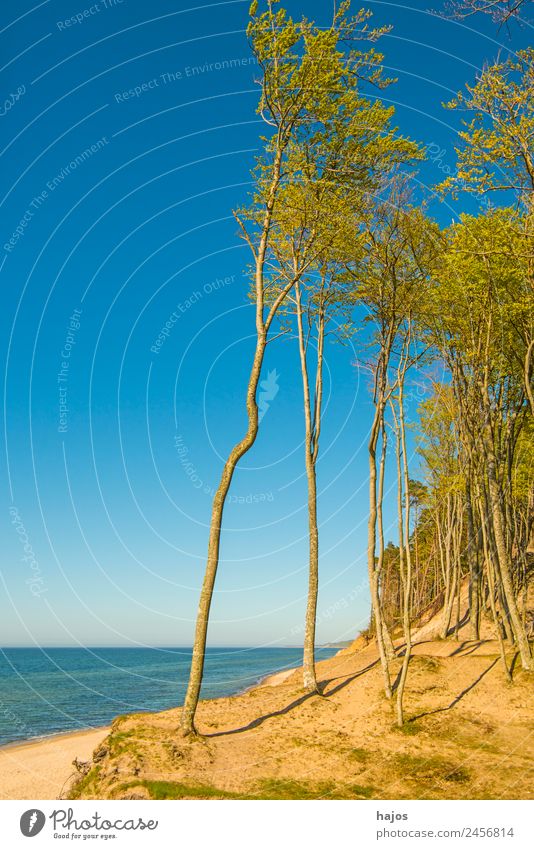 Baltic Sea coast in Poland Vacation & Travel Beach Sand Tree Reef Ocean Tourism dunes trees Sky Caribbean Blue Idyll Loneliness Nature reserve Deserted Wild