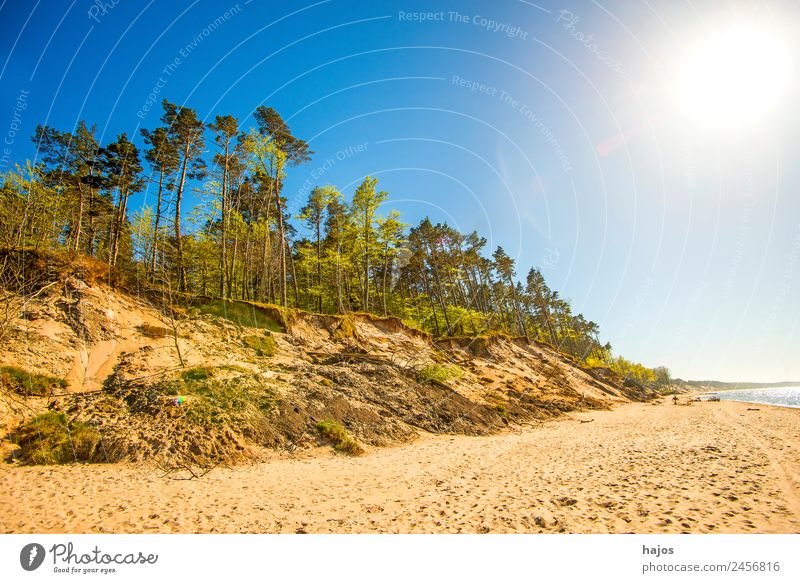 Beach at the Polish Baltic Sea coast Vacation & Travel Nature Sand Tree Reef Tourism dunes trees Back-light Sun Som Bright Sandy beach Empty Loneliness Wild
