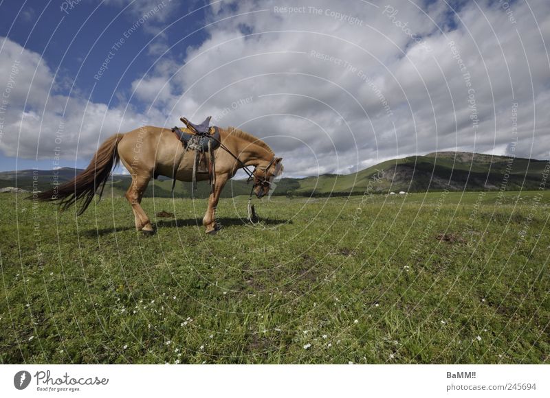 Wind in your hair Mountain Ride Equestrian sports Nature Landscape Animal Sky Summer Beautiful weather Hill Steppe Horse 1 Breathe Hiking Free Infinity Mongolia