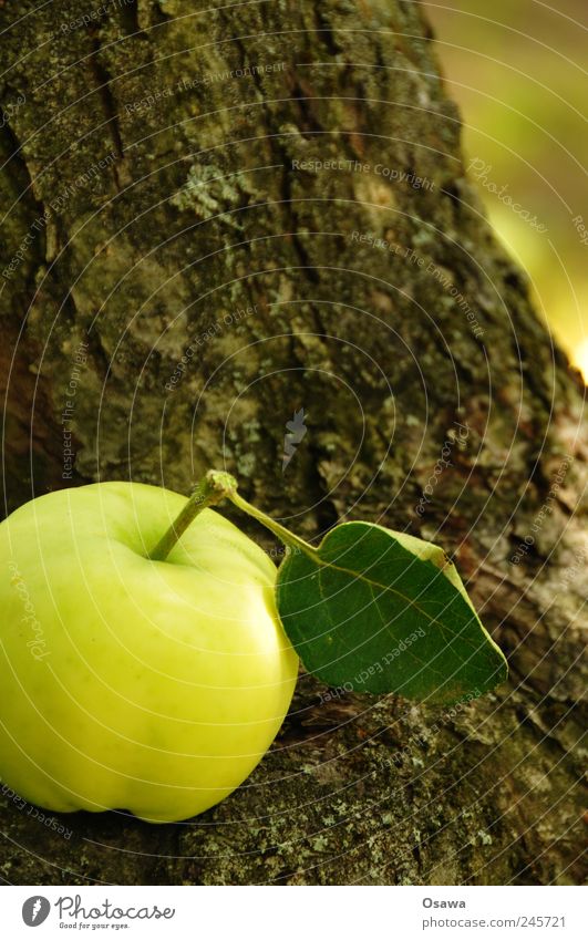 apple Food Apple Organic produce Nature Plant Tree Leaf Agricultural crop Tree trunk Tree bark Healthy Green Fresh Vitamin Brown Structures and shapes