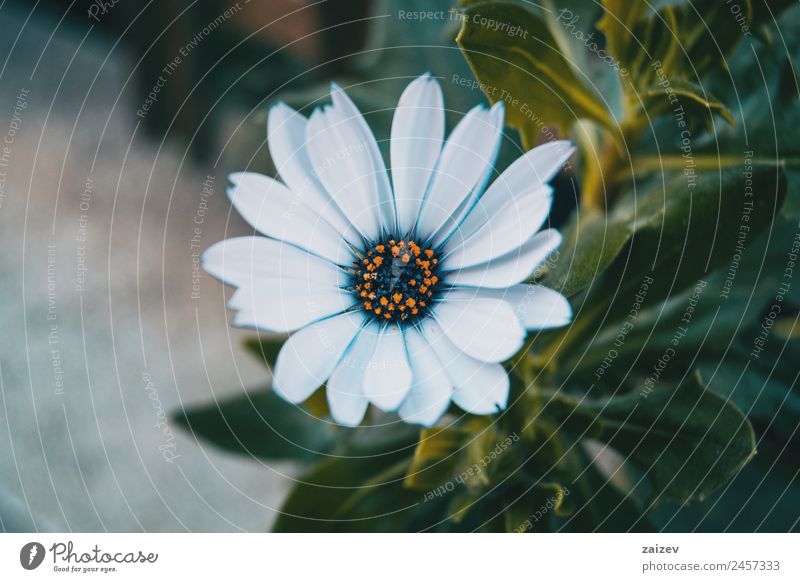 Close-up of an isolated white flower of osteospermum ecklonis in nature Summer Garden Wallpaper Environment Nature Plant Flower Bushes Leaf Blossom Wild plant