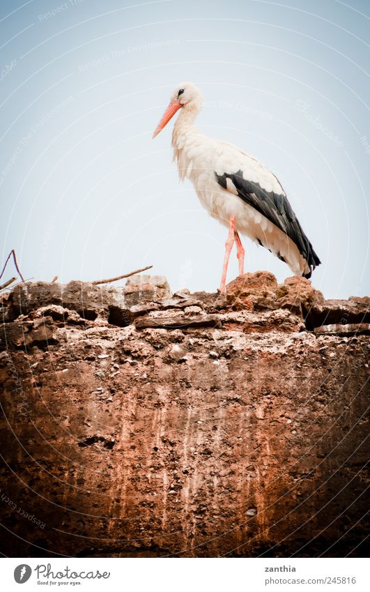 stork Animal Bird Stork 1 Stand Beginning Esthetic Loneliness Hope Infancy Nature Calm Stagnating Environment Environmental pollution Environmental protection