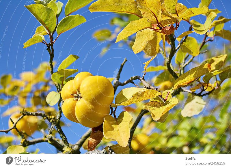 yellow quince Quince Quince fruit Fruit Quince Branch Quince leaves Quince tree Cydonia Tree fruit Agricultural crop Pomacious fruits October Autumnal weather