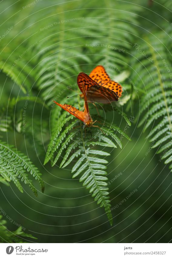 fern with two kaisermantel Plant Animal Summer Beautiful weather Fern Forest Wild animal Butterfly 2 Pair of animals Love Exotic Natural Green Orange Sympathy