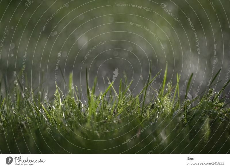 Summer 2011 Drops of water Rain Grass Wet Green Blade of grass Variable Colour photo Exterior shot Deserted Day Light Shadow Contrast Light (Natural Phenomenon)