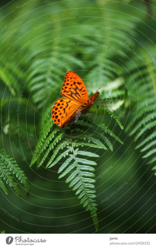 Beauty II Plant Animal Beautiful weather Fern Forest Wild animal Butterfly 1 Sit Green Orange Nature Silver-washed fritillary Colour photo Multicoloured