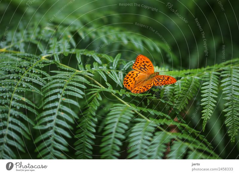 favourite animal Plant Animal Spring Summer Beautiful weather Fern Forest Wild animal Butterfly 1 Sit Natural Green Orange Serene Calm Nature