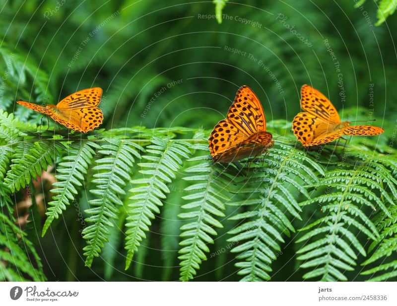in threes Plant Animal Summer Beautiful weather Fern Forest Wild animal Butterfly 3 Group of animals Sit Exotic Free Green Orange Loyalty Nature