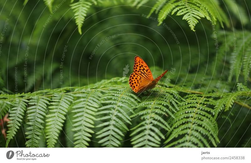 one Plant Animal Beautiful weather Forest Wild animal Butterfly 1 Natural Green Orange Nature Silver-washed fritillary Colour photo Exterior shot Close-up