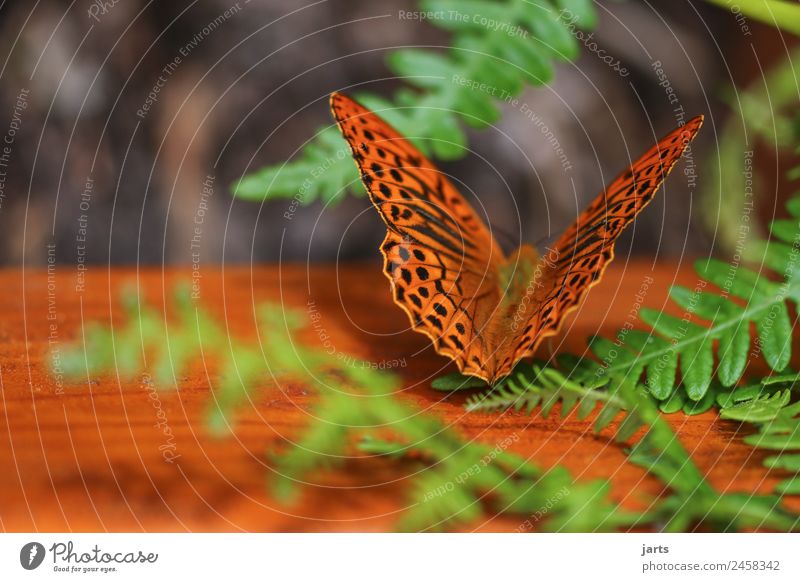 kaismantel on a bench Plant Animal Summer Fern Forest Butterfly 1 Sit Esthetic Beautiful Natural Orange Nature Silver-washed fritillary Bench Colour photo