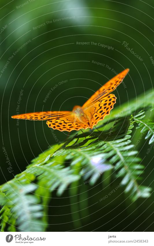 emperor's mantle Summer Beautiful weather Fern Forest Wild animal Butterfly 1 Animal Sit Elegant Natural Green Orange Nature Silver-washed fritillary