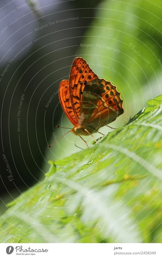 kaismantel on a fern Summer Beautiful weather Fern Forest Wild animal Butterfly 1 Animal Sit Esthetic Exotic Natural Orange Nature Silver-washed fritillary