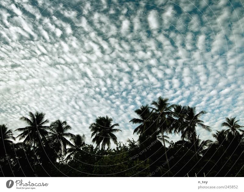 skylight Vacation & Travel Tourism Far-off places Freedom Summer vacation Island Sky Clouds Coast Ocean Exotic Maldives Asia Palm tree Palm beach