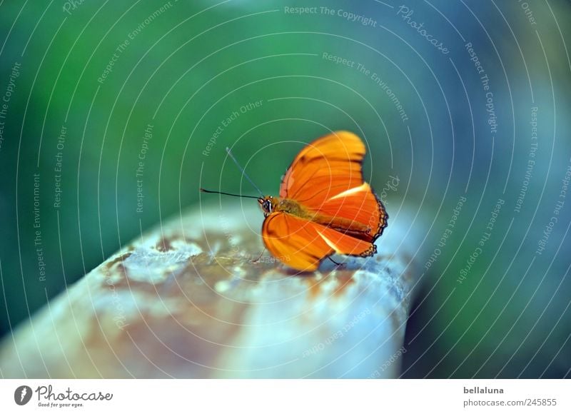 Balance? Nature Animal Wild animal Butterfly Wing 1 Esthetic Exceptional Elegant Exotic Fantastic Beautiful Uniqueness Near Natural Blue Brown Multicoloured
