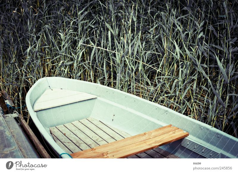 boat Environment Nature Summer Weather Coast Lakeside Rowboat Watercraft Wood Lie Common Reed Footbridge Loneliness Fishing boat Peaceful Green Plant