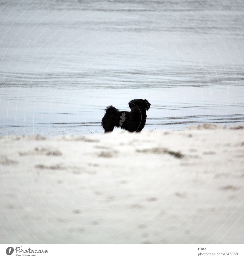 Black Fiffi (looking for a girlfriend) Environment Nature Water Summer Baltic Sea Animal Pet Dog 1 Esthetic Contentment Loneliness Elegant Center point Beach