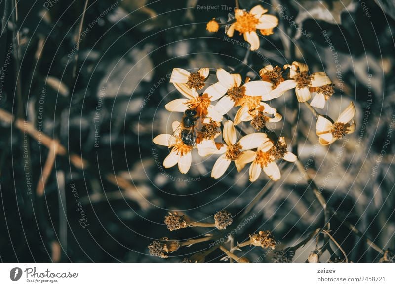 Small yellow flowers being pollinated by a bee Beautiful Life Summer Garden Environment Nature Plant Flower Grass Bushes Leaf Blossom Foliage plant