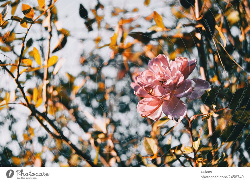 Close-up of an isolated pink flower of a rose Beautiful Vacation & Travel Summer Garden Environment Nature Plant Beautiful weather Flower Bushes Rose Leaf