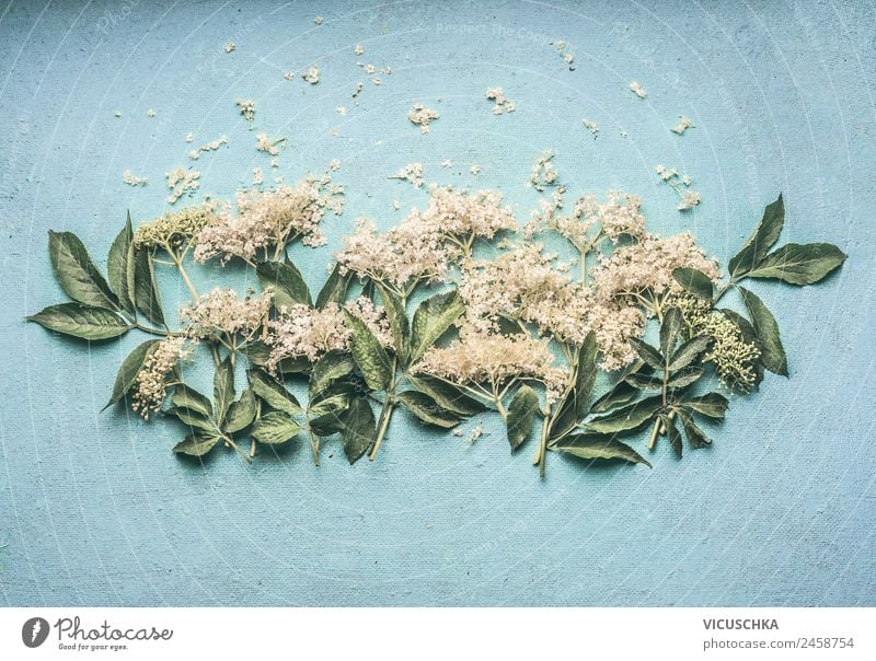 Elderberry blossoms on the blue table Food Beverage Style Design Summer Nature Plant Blossom Elderflower Table Colour photo Studio shot Copy Space top