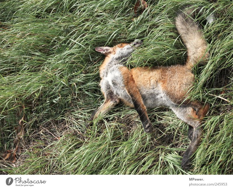 he just sleeps... Nature Plant Animal Grass Traffic accident Wild animal Dead animal 1 Authentic Green Red Fox Jacksaw Death Lie Risk of accident
