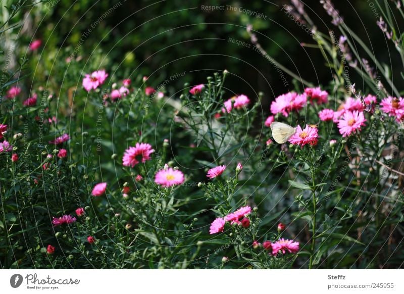 Late summer in the garden late summer Indian summer Indian Summer Afternoon Beautiful weather Flowering asters Aster Afternoon sun blossom late summer's day