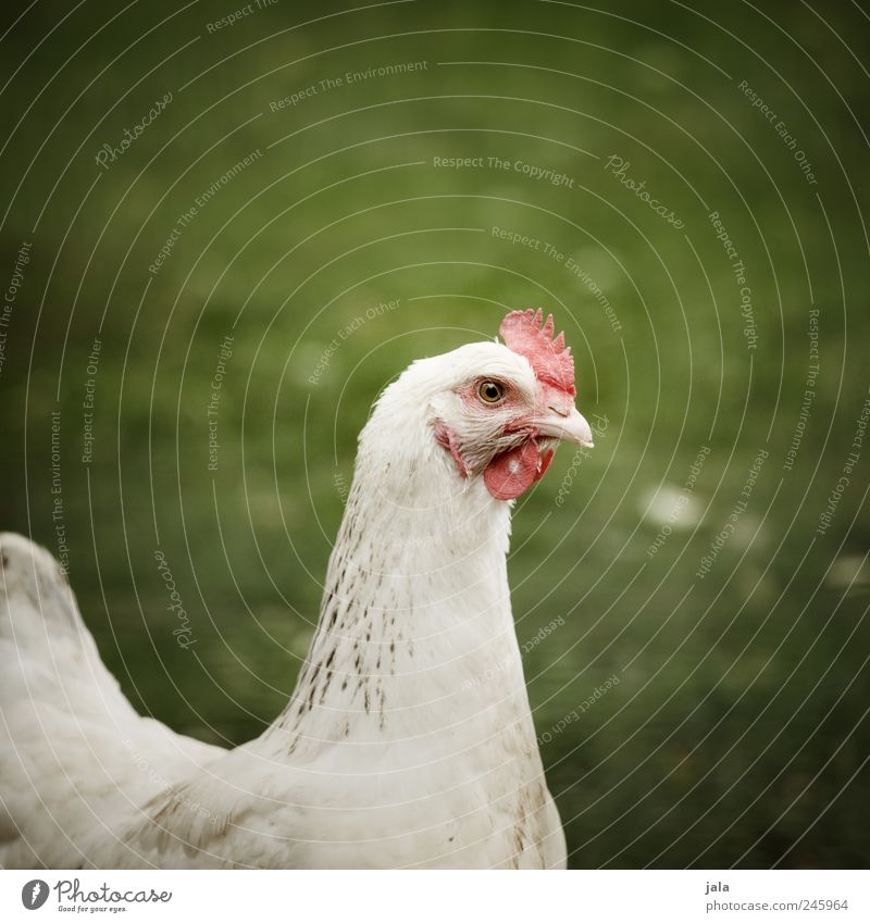 am I beautiful too? Nature Plant Grass Meadow Animal Farm animal Bird Animal face Barn fowl 1 Natural Green White Colour photo Deserted Copy Space right