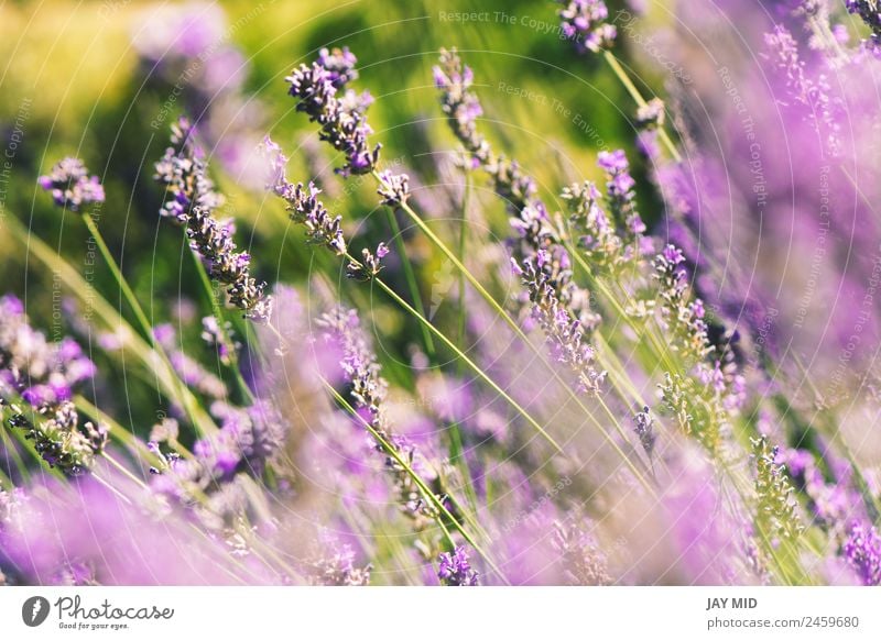 wild lavenders in the field, a sunny day Beautiful Relaxation Summer Garden Nature Landscape Plant Sky Flower Blossom Natural Blue Emotions Lavender lavander