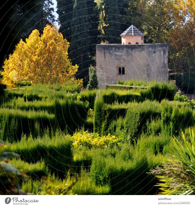 Gardener on holiday Plant Beautiful weather Tree Bushes Park Growth Esthetic Alhambra Andalucia Granada Horticulture Building Autumn Autumnal colours Maze Green