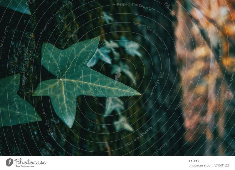 Close-up of an isolated ivy leaf in a dark environment Herbs and spices Summer Garden Decoration Climbing Mountaineering Environment Nature Plant Ivy Leaf