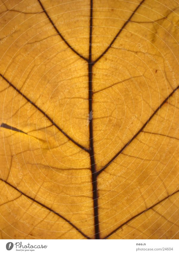 oak leaves Nature Autumn Tree Leaf Wild plant Brown Orange Colour Thread Vessel Autumnal Oak leaf Deciduous tree Oak tree Colour photo Detail